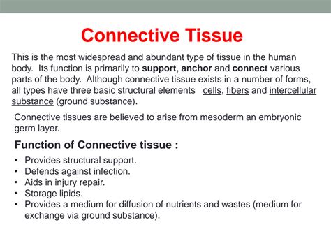 SOLUTION: Histology connective tissue - Studypool