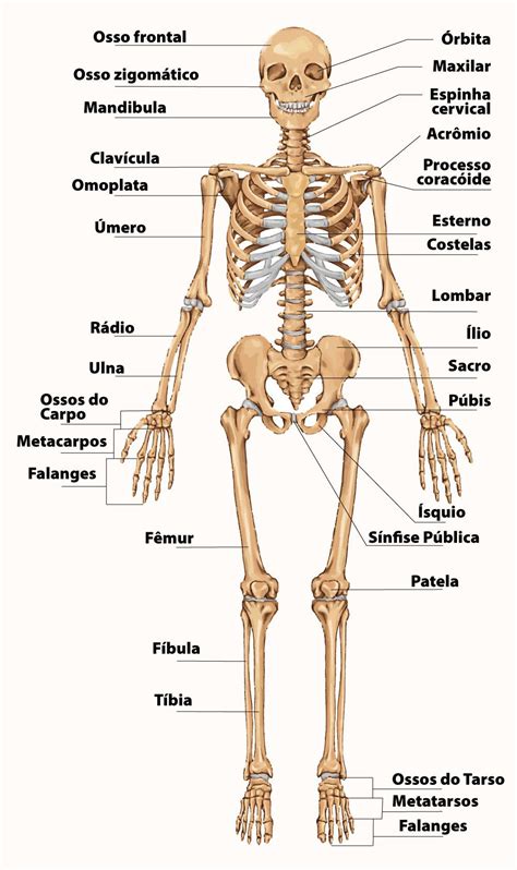 Esqueleto Humano