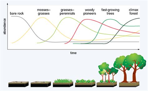 Ecological Succession Primary And Secondary