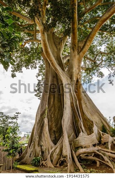 6,644 Kapok Tree Images, Stock Photos & Vectors | Shutterstock