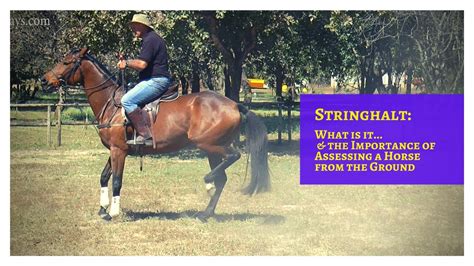 What is Stringhalt (& The Importance of Assessing a Horse Being Ridden from the Ground) - YouTube