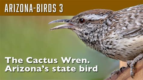 Arizona Birds #3 The Cactus Wren - YouTube