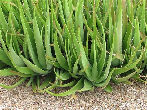 Aloe vera and Amla: Aloe Vera 9667176692