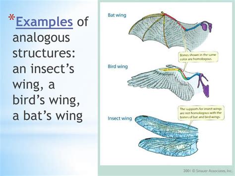 PPT - Homologous & Analogous Structures (page 26) PowerPoint Presentation - ID:6017724