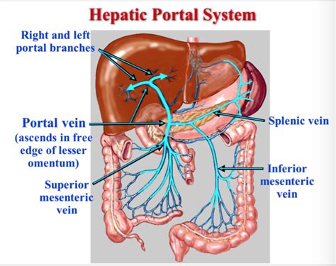 Receives Blood Via The Hepatic Portal System