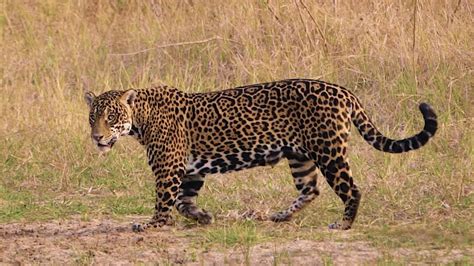 Jaguar Poaching