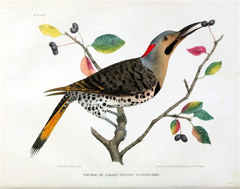 Book of the Week: The Cabinet of Natural History – Biodiversity Heritage Library