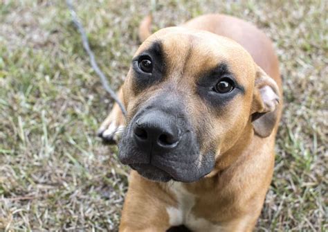 Brown Pitbull Boxer Mix Puppy