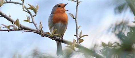 Why Do Birds Sing in the Morning? - A-Z Animals