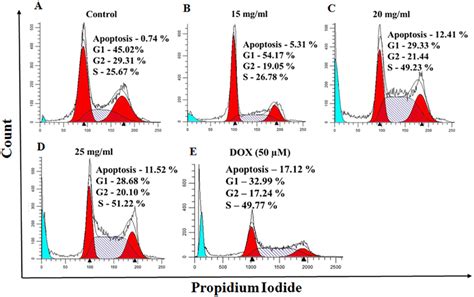 Cell cycle arrest in MCF7 cells. Representative cell cycle images of ...