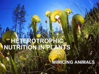 HETEROTROPHIC NUTRITION IN PLANTS | PPT