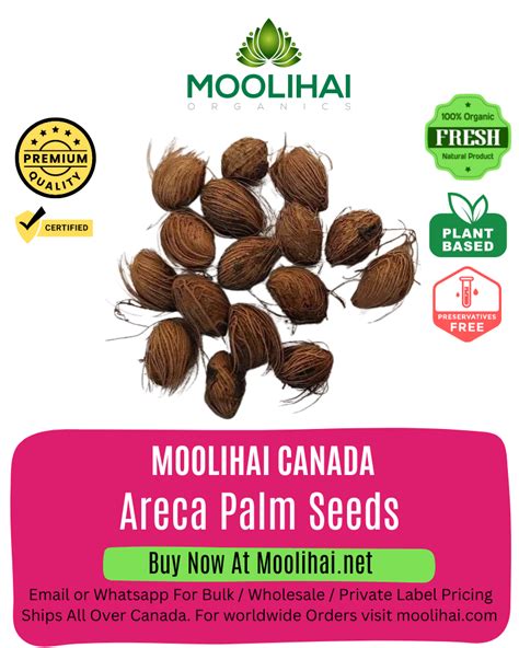 Areca Palm Seeds - Moolihai Canada