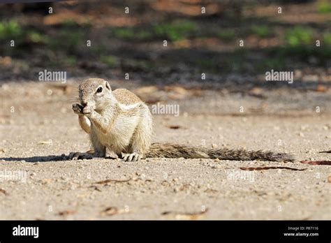 Southafrican ground squirrel hi-res stock photography and images - Alamy