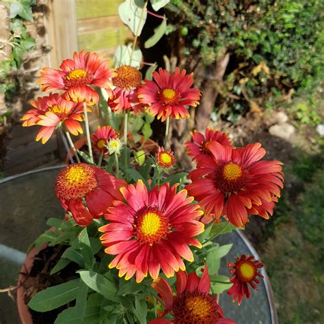 Gaillardia x grandiflora 'Fanfare Blaze', Blanket Flower 'Fanfare Blaze' in GardenTags plant ...