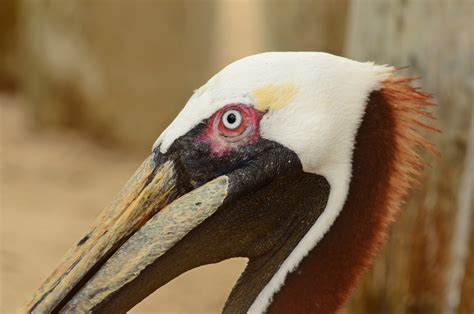 Dina's City Wildlife Adventures: Baby pelicans