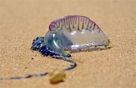 Dangerous Jellyfish Spotted Along East Coast