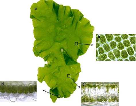 Thallus organization in Ulva (a: Ulva thallus, b: Cell organization in ...