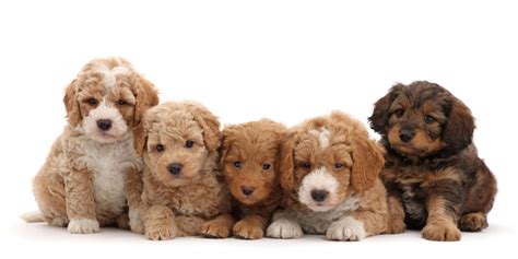 How Big do Labradoodles Get? Ultimate Labradoodle Size Guide - Labradoodles & Dogs