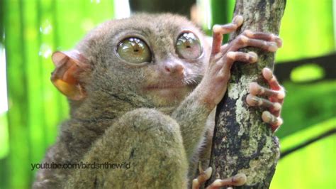 Philippines Tarsier opening its eyes wide - YouTube