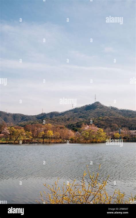 Spring of Seoul grand park in Gwacheon, Korea Stock Photo - Alamy