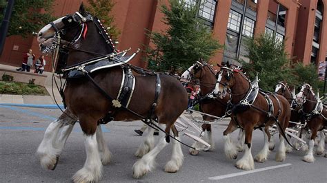 Budweiser Clydesdales coming to Utah to hold 'funeral' for 3.2% beer HD wallpaper | Pxfuel