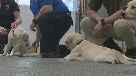 Lancaster Co. police embraces puppy love | fox43.com