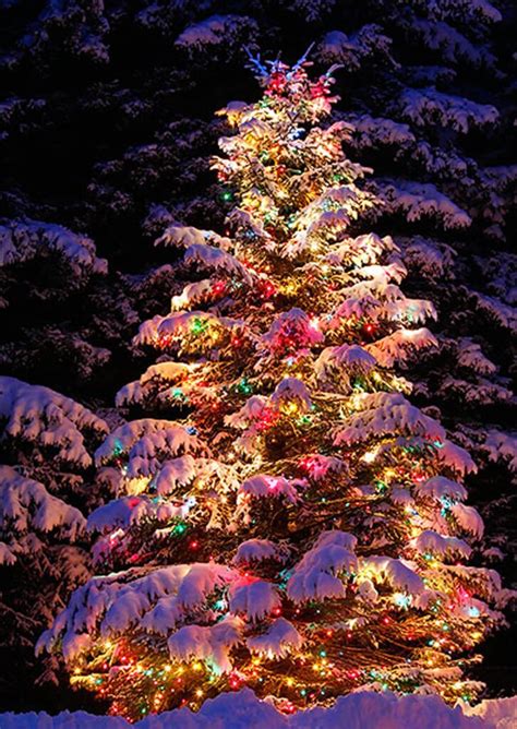 22 Best Outdoor Christmas Tree Decorations and Designs for 2023