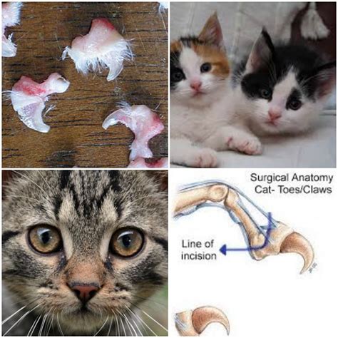 Why declawing your cats is animal cruelty. | Best Pet Supplies