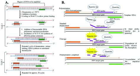 (A) General representation of steps of DNA amplification using ...