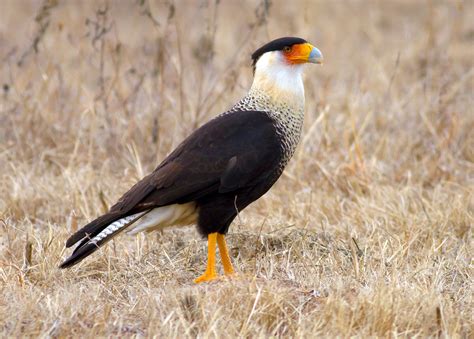 Mexico's national bird: caracara means more than 'face face' - MexConnect