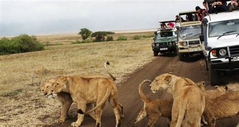 Kenya Round Trip Safari by Africa Venture Safaris with 10 Tour Reviews (Code: EPSB3) - TourRadar