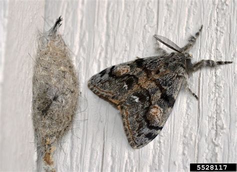 Douglas-fir tussock moth (Orgyia pseudotsugata)