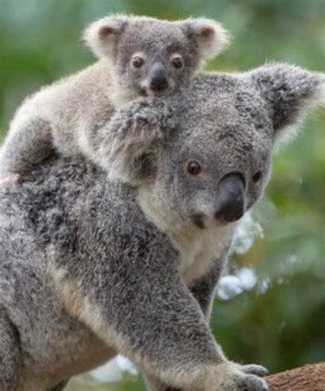 Two honeys in one picture | Baby dieren, Dieren, Koala