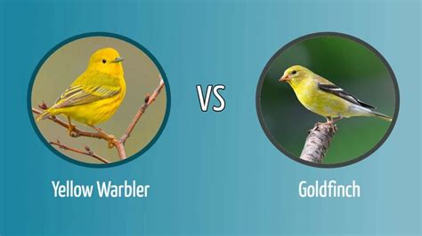 Yellow Warbler vs. Goldfinch: How to Tell the Difference - Optics Mag