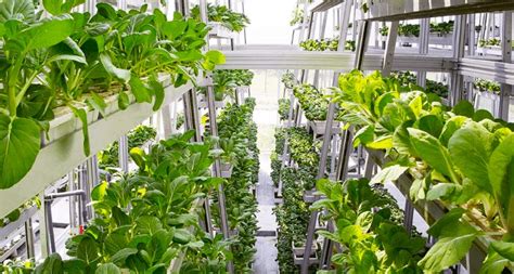 First vertical farm in Singapore | FairPlanet