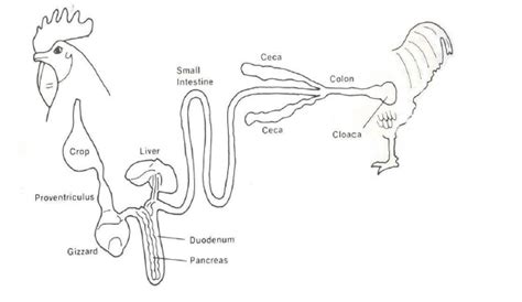 With an aid of a diagram describe the avian digestive system.