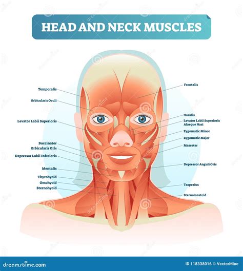 Head and Neck Muscles Labeled Anatomical Diagram, Facial Vector ...