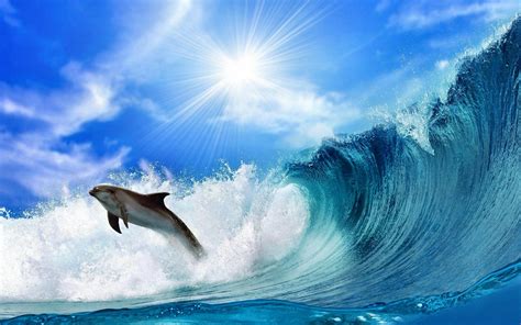 Dolphin Wallpapers HD - Wallpaper Cave