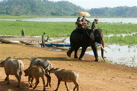 đắk Lắk Province Banco de Imagens e Fotos de Stock - iStock