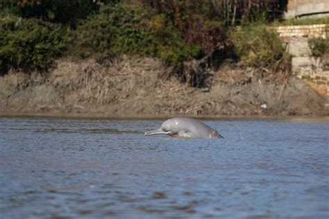 Indus River Dolphin