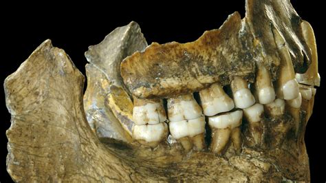 What fossilized teeth tell us about human evolution - Genetic Literacy Project