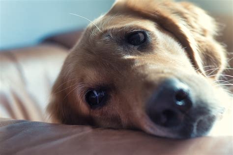 Dog fleas: Symptoms and treatments of flea bites on dogs