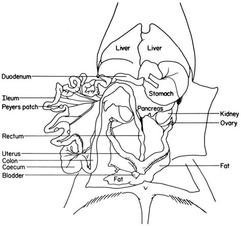 Anatomy Of Mouse - vrogue.co