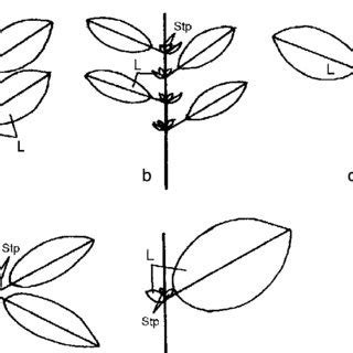 Examples of stamens of some Argostemma species with 'anther cone' and... | Download Scientific ...