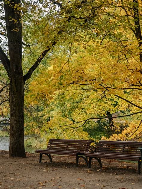 Wooden Benches in Park in Autumn · Free Stock Photo