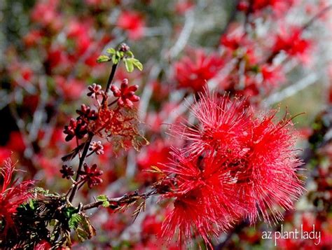 Great Southwestern Plant: Baja Fairy Duster - Ramblings from a Desert Garden