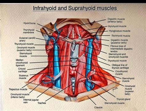 Infrahyoid Muscles Anatomy