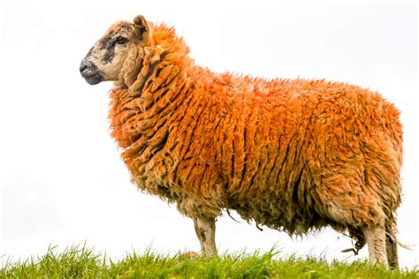 Orange Sheep Mark MS Week | A flock of sheep in West Lothian… | Flickr