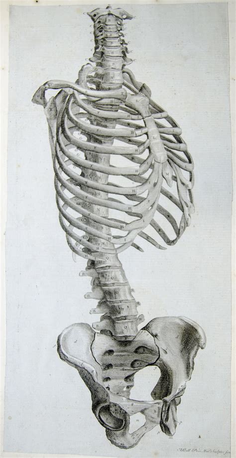 Engraving showing side view of the bones of the torso by Andrew Bell, pasted into: Anatomy ...