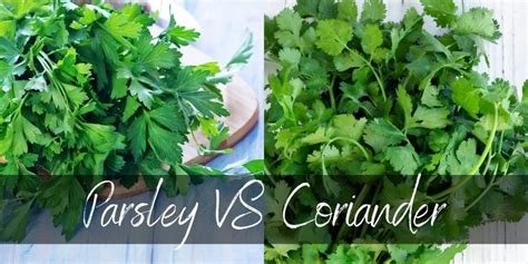 Coriander Vs Parsley